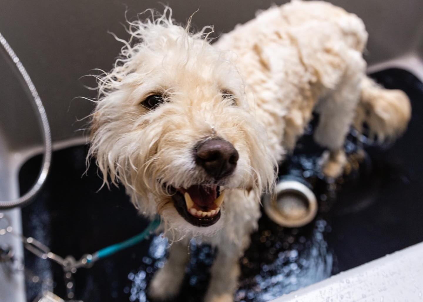 Pet Friendly Wag'n Tails