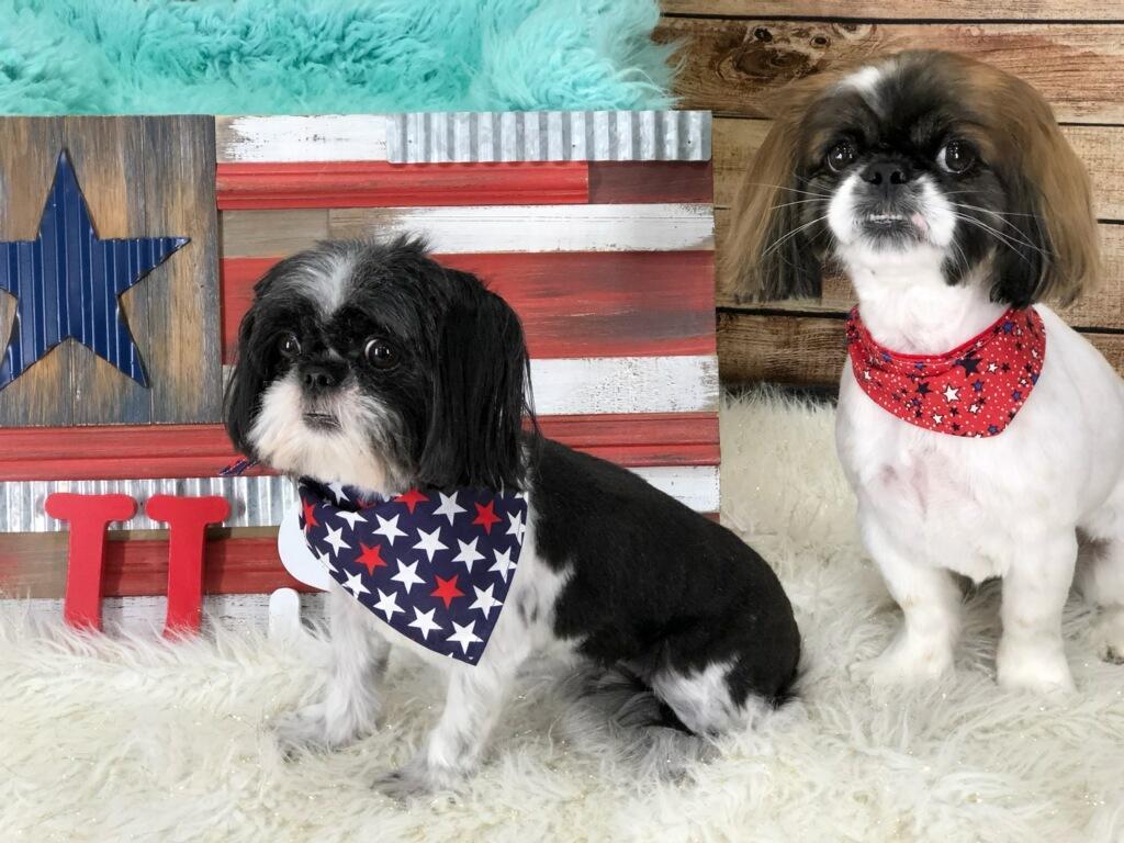 Pet Friendly PETAPALOOZA