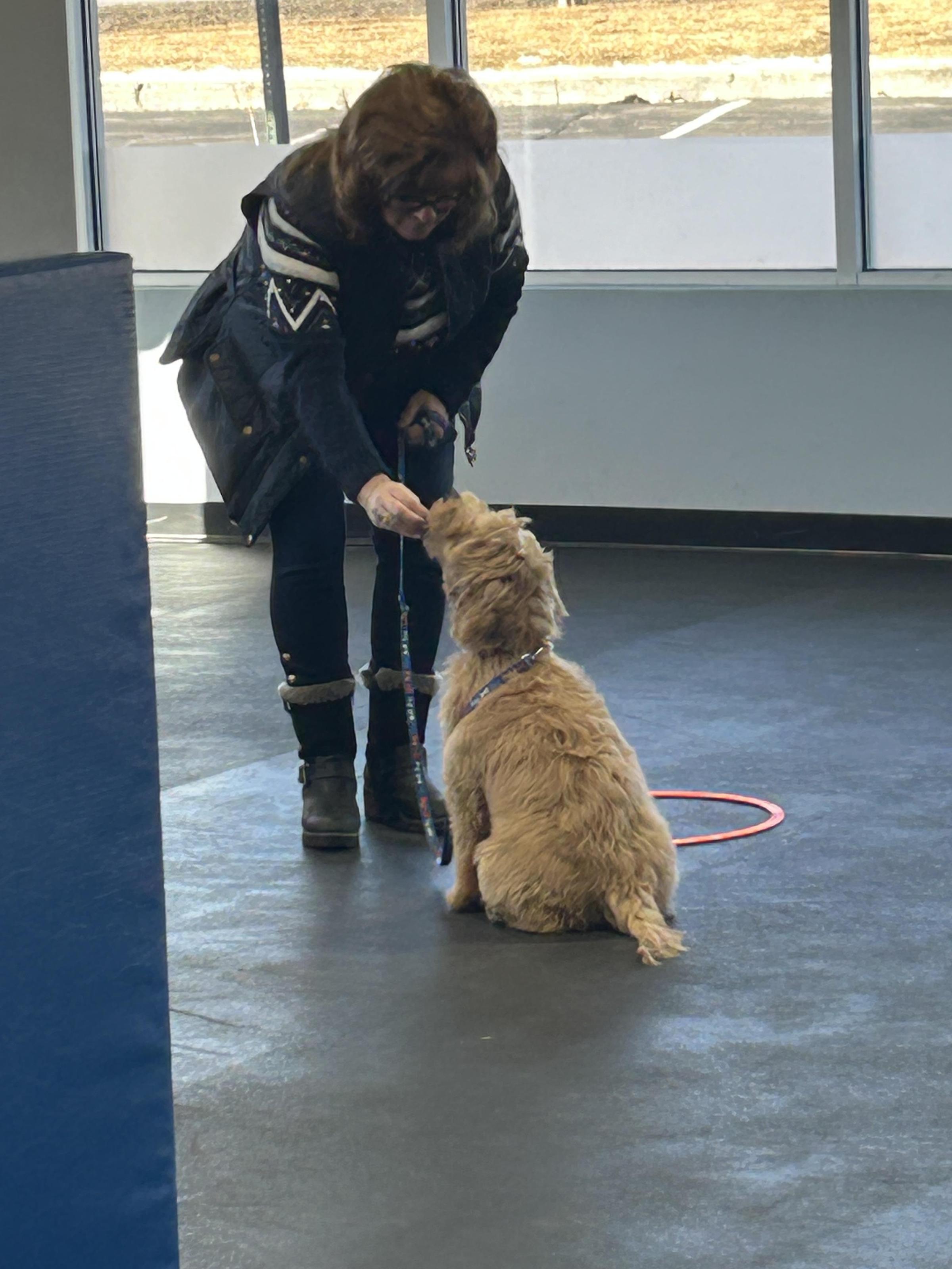 Pet Friendly Zoom Room Dog Training Clifton Park