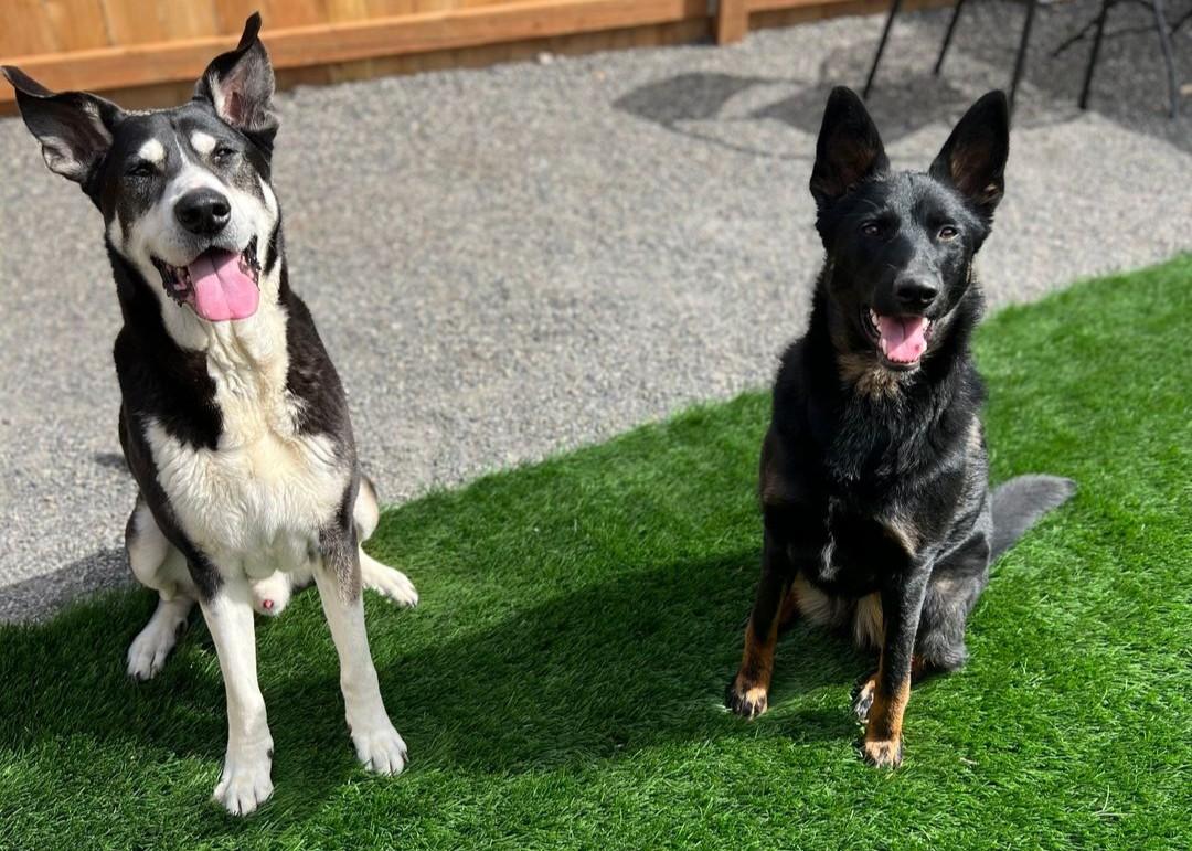 Pet Friendly The Pampered Pet Lodge at Dutch Heritage Farms