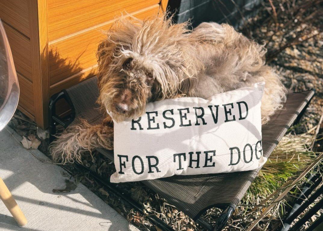 Fido sitting on the pet-friendly patio outside Komorebi Cafe & Healing Art Studio in Kelowna, BC.