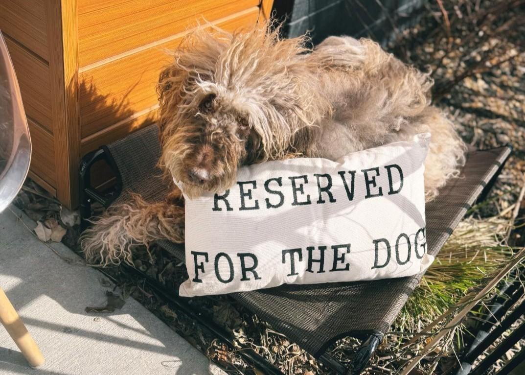 Pet Friendly Komorebi Cafe & Healing Art Studio