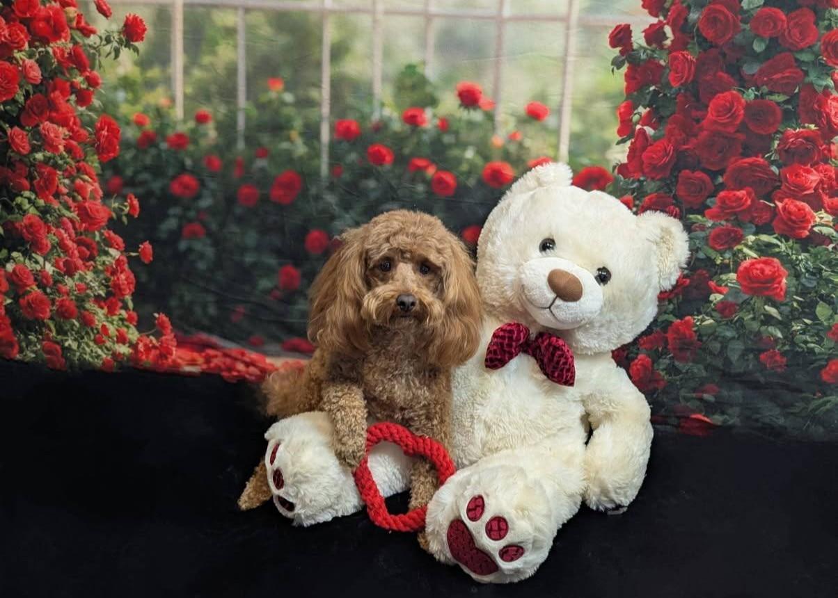 Pet Friendly Uno Modeling Pup LLC