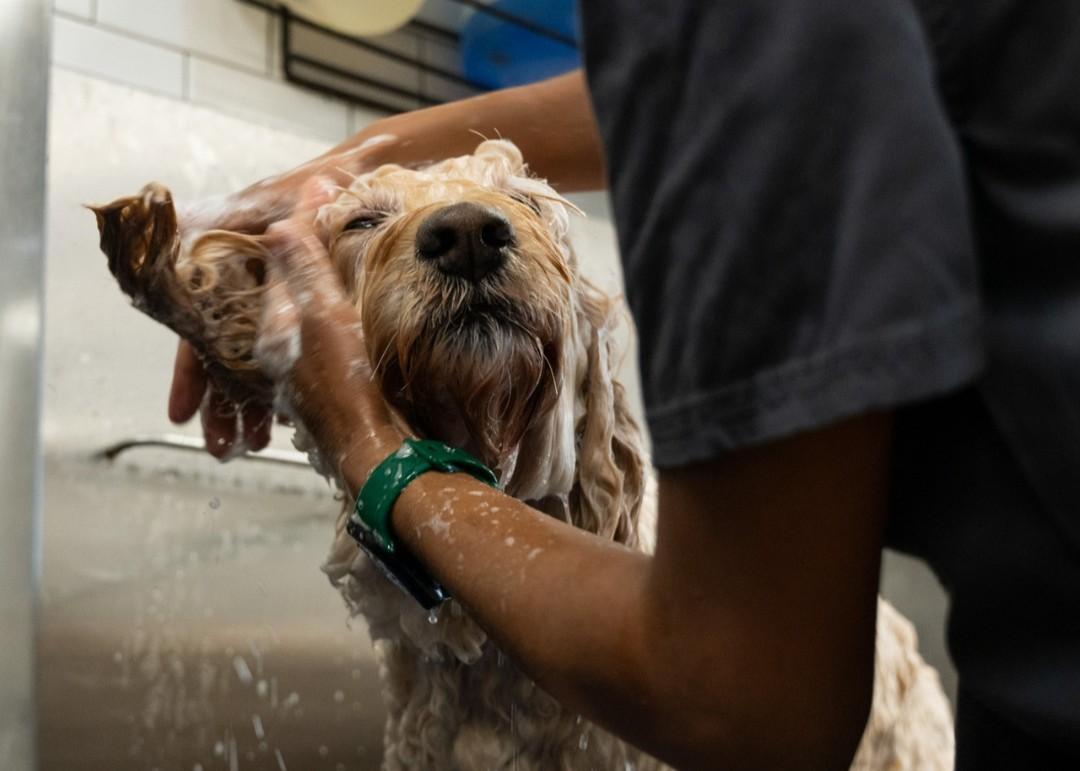 Pet Friendly Petbar Arcadia