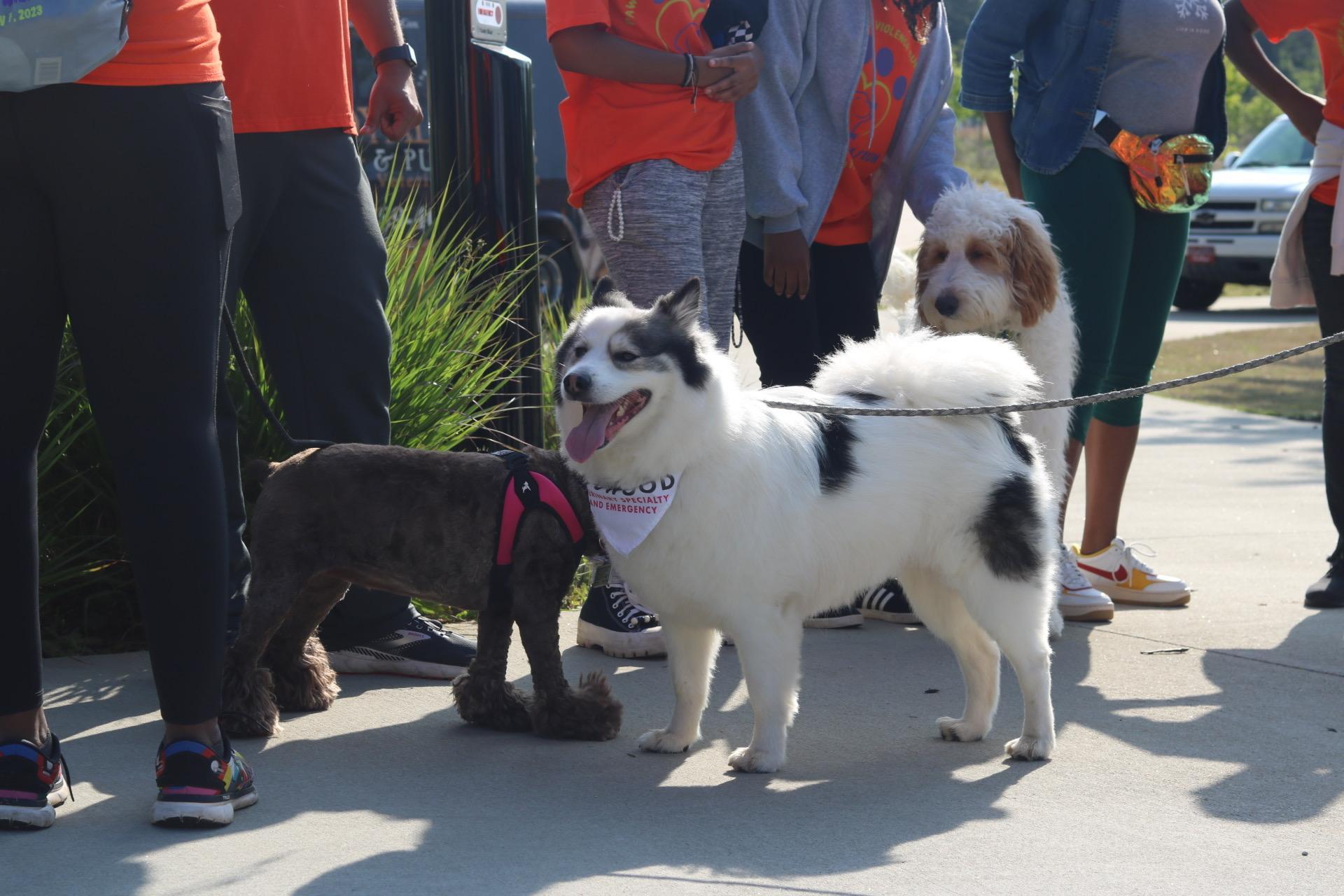 Pet Friendly Bark & Bond Festival & 3K