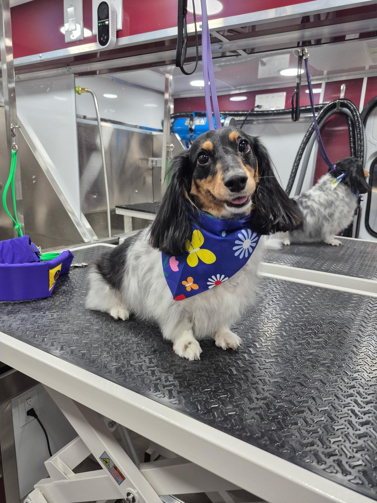 Pet Friendly Fur Sure Grooming
