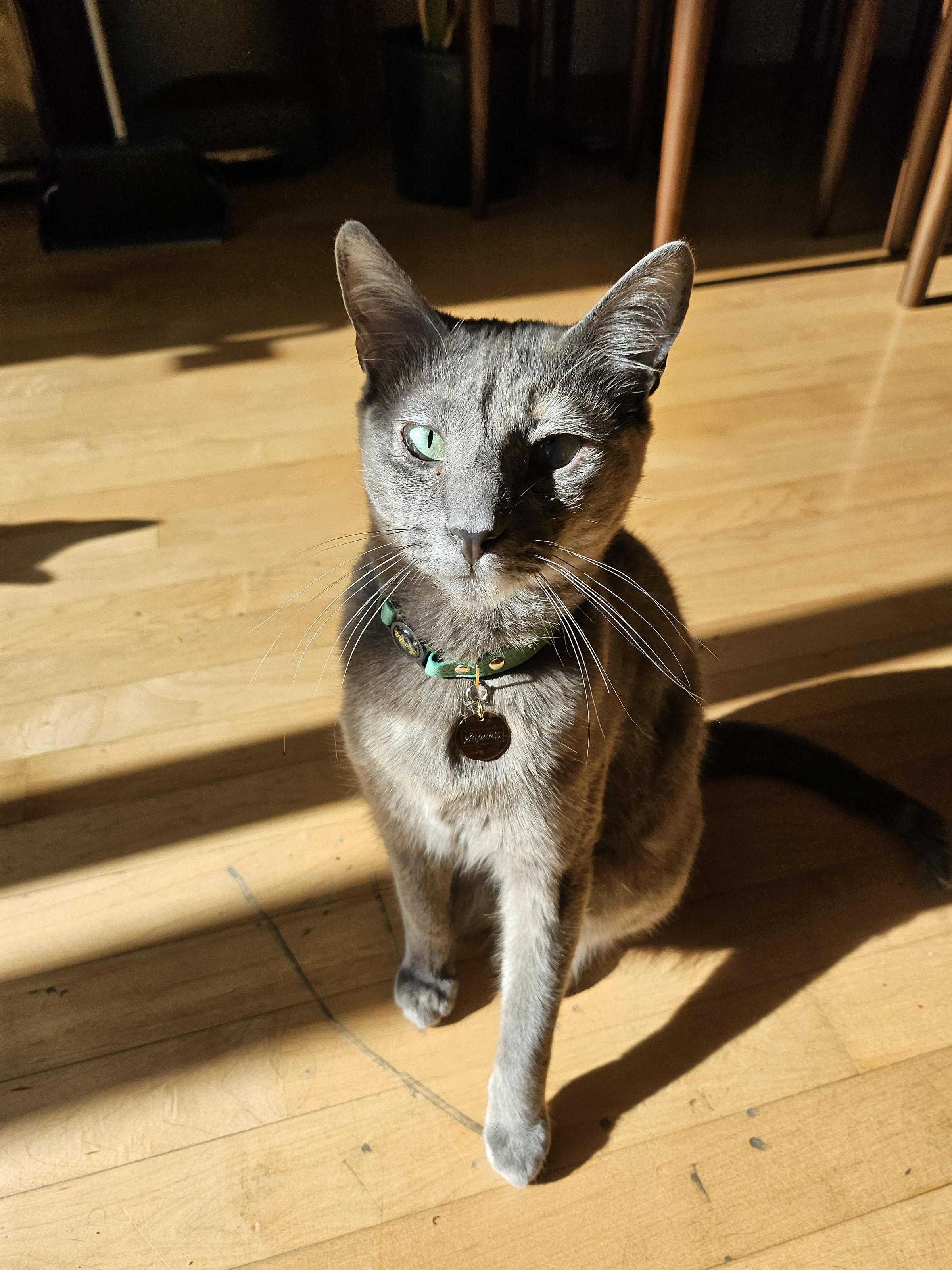 Pet Friendly Cats With Jazz