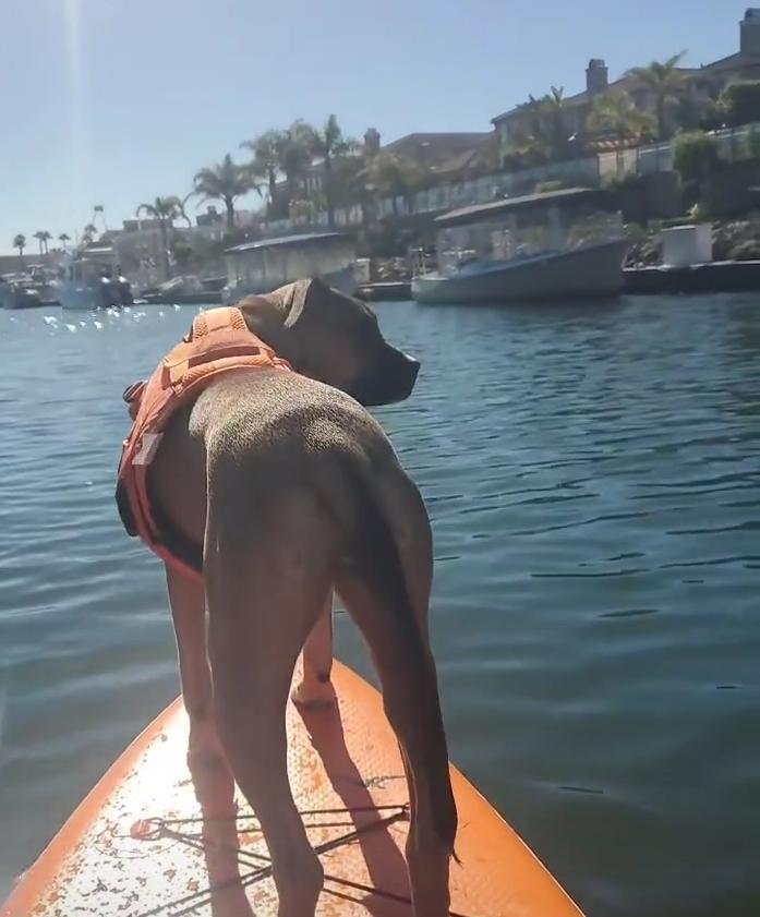 Pet Friendly Winged not Wired Watersports