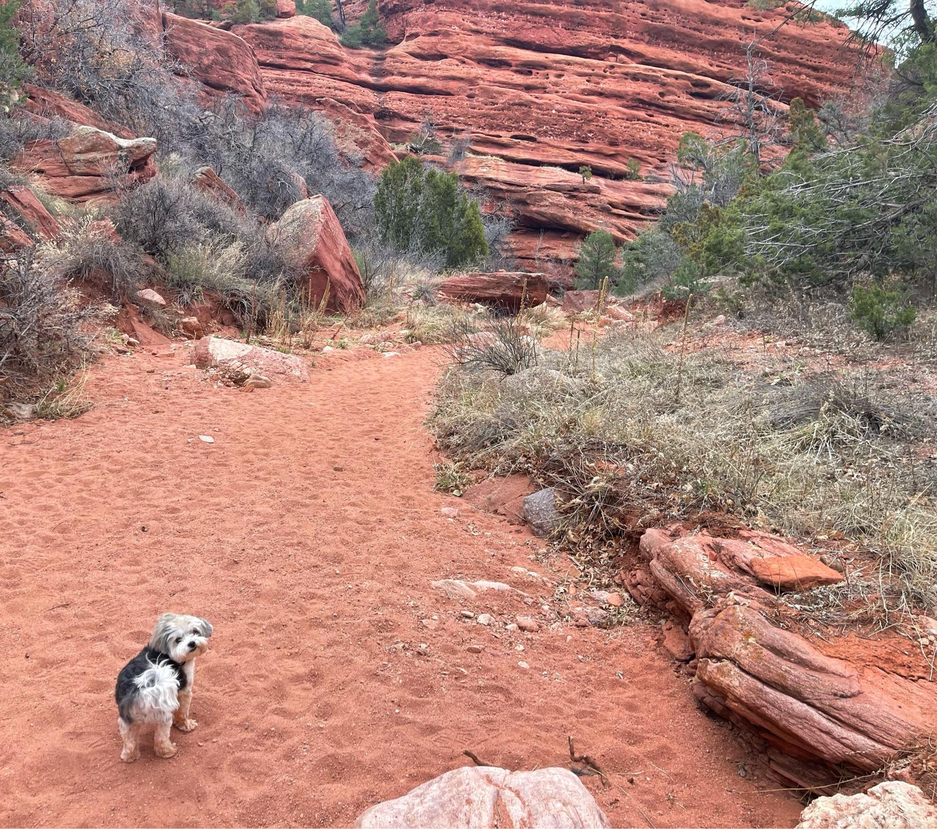 Pet Friendly Red Canyon Park