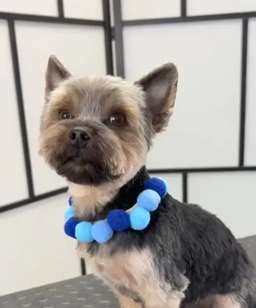 Pet Friendly Oakland Paws
