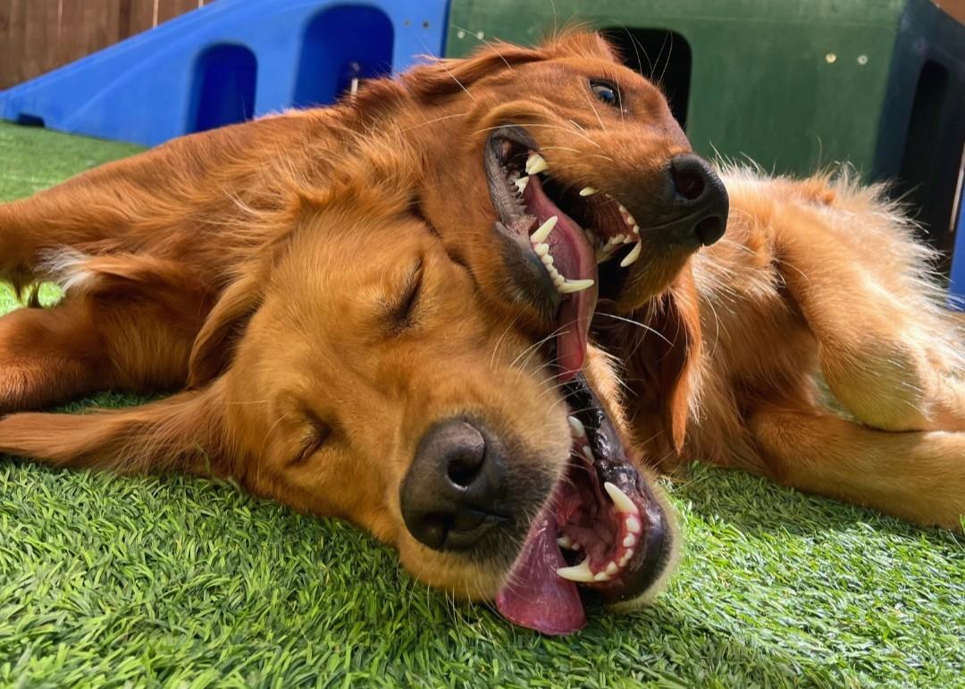 Pet Friendly Happy Dog Resort