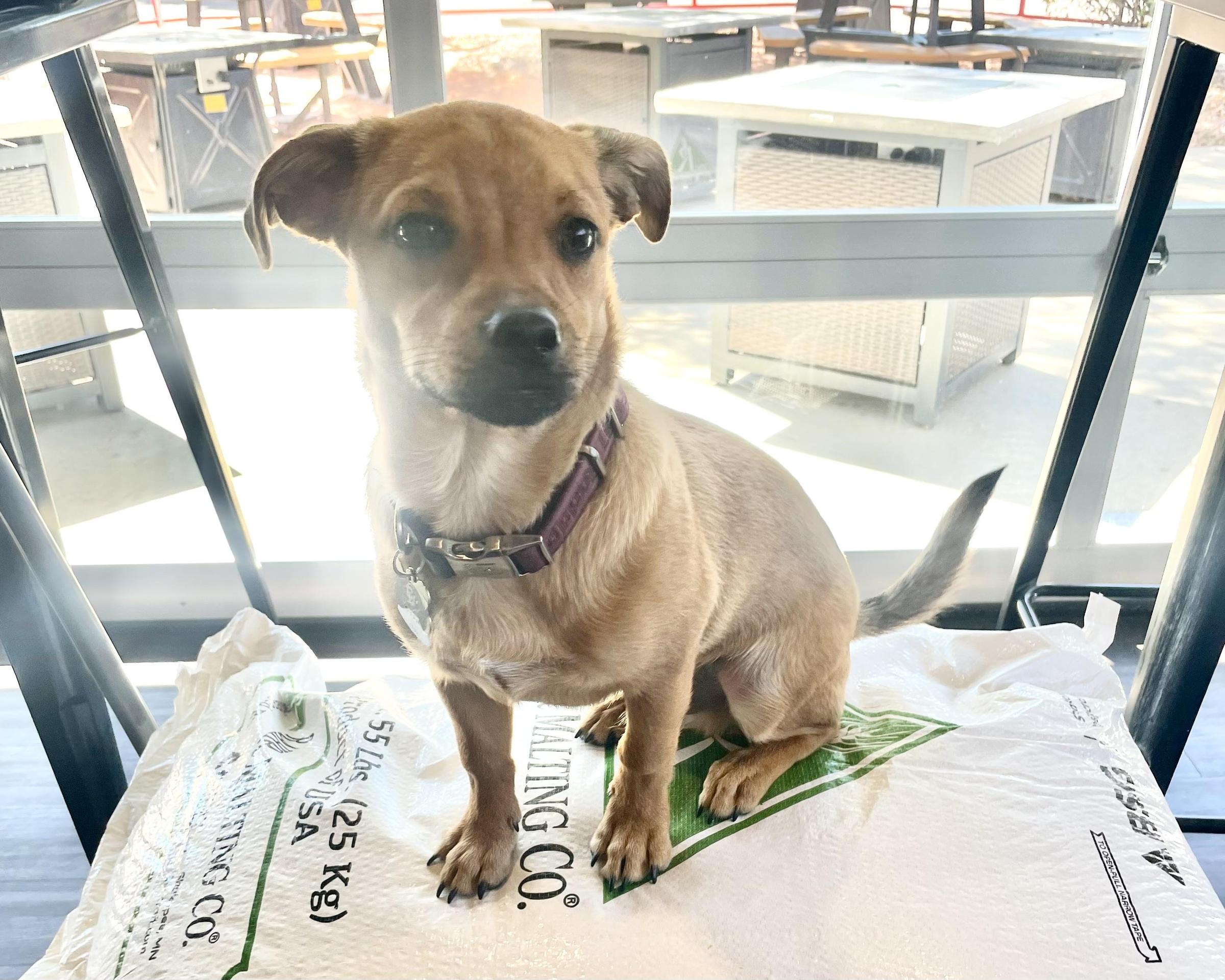 Pet Friendly LUKI Brewery