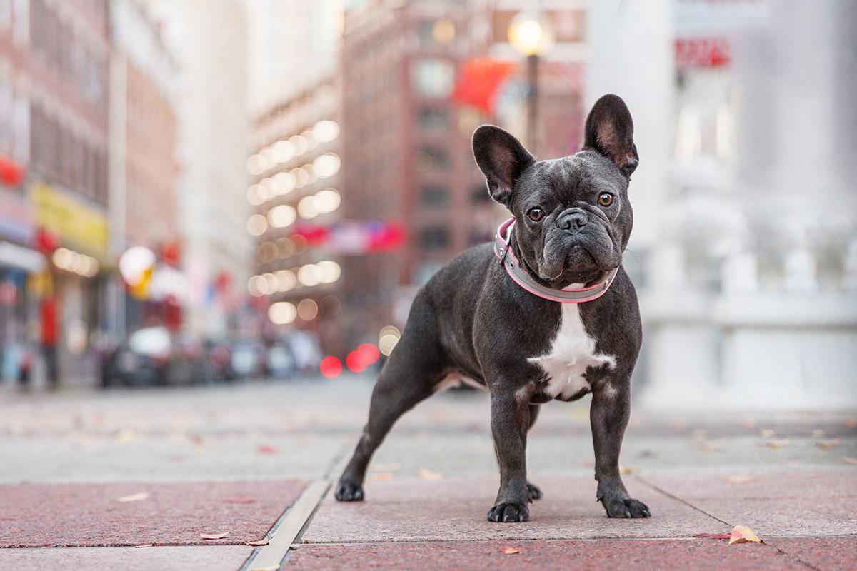 Pet Friendly Beyond The Fence Boston