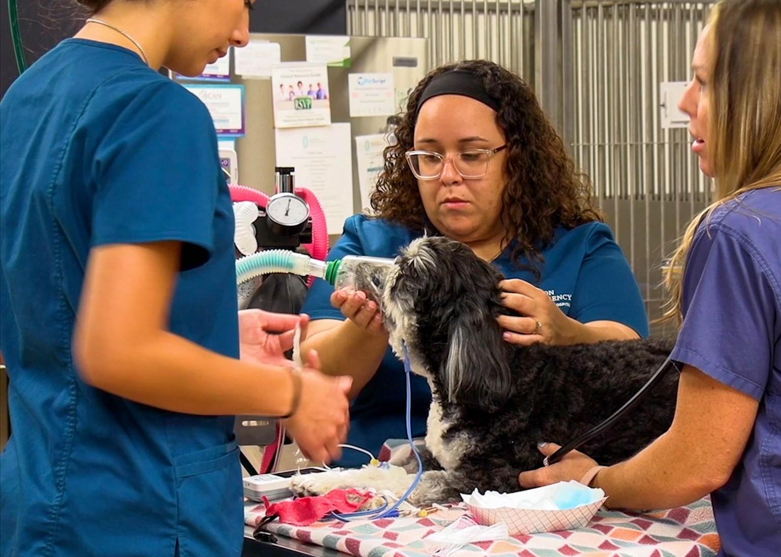 Pet Friendly Beacon Emergency Veterinary Hospital Riverview