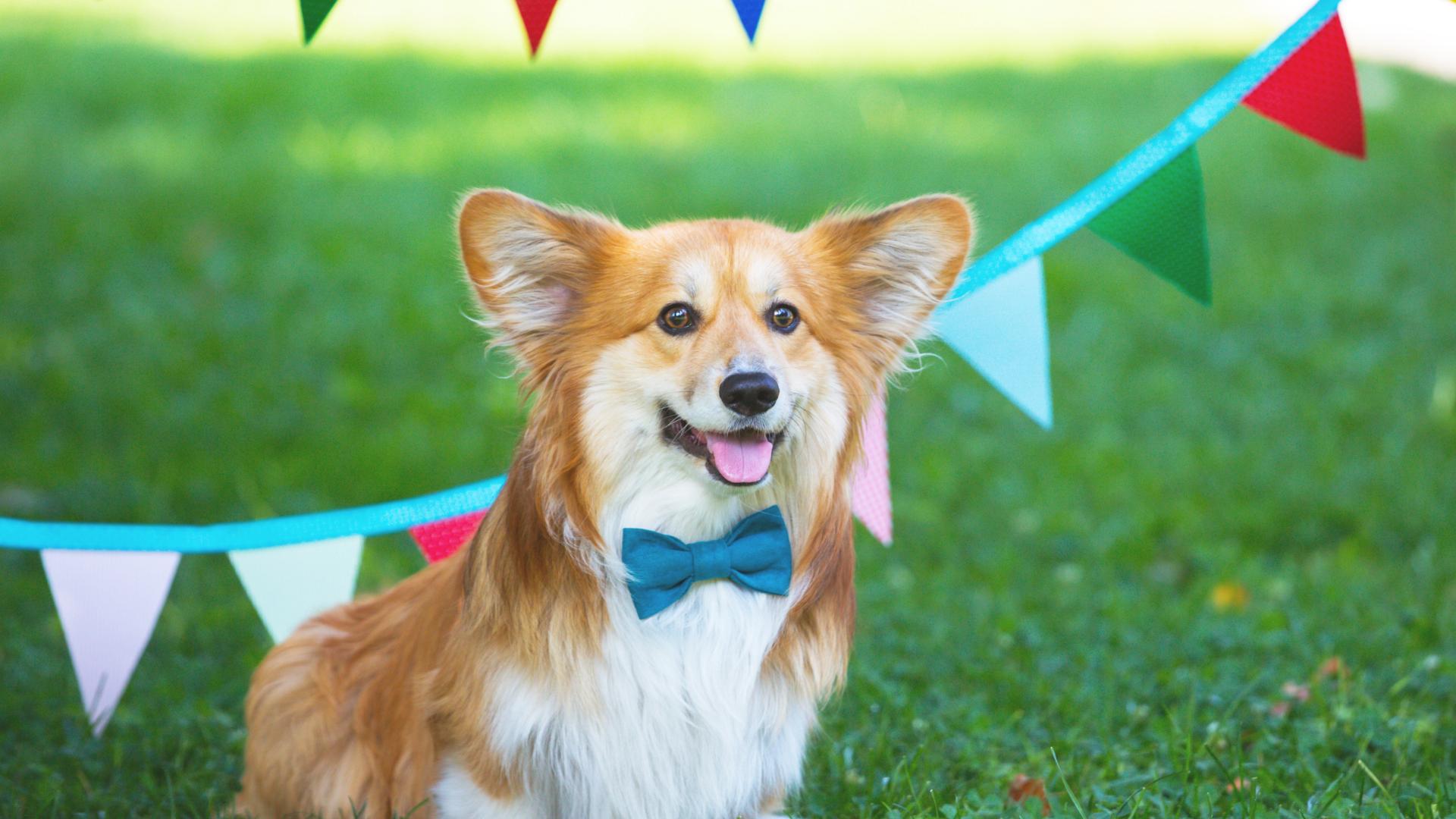 Pet Friendly Pup Days of Summer - Fest