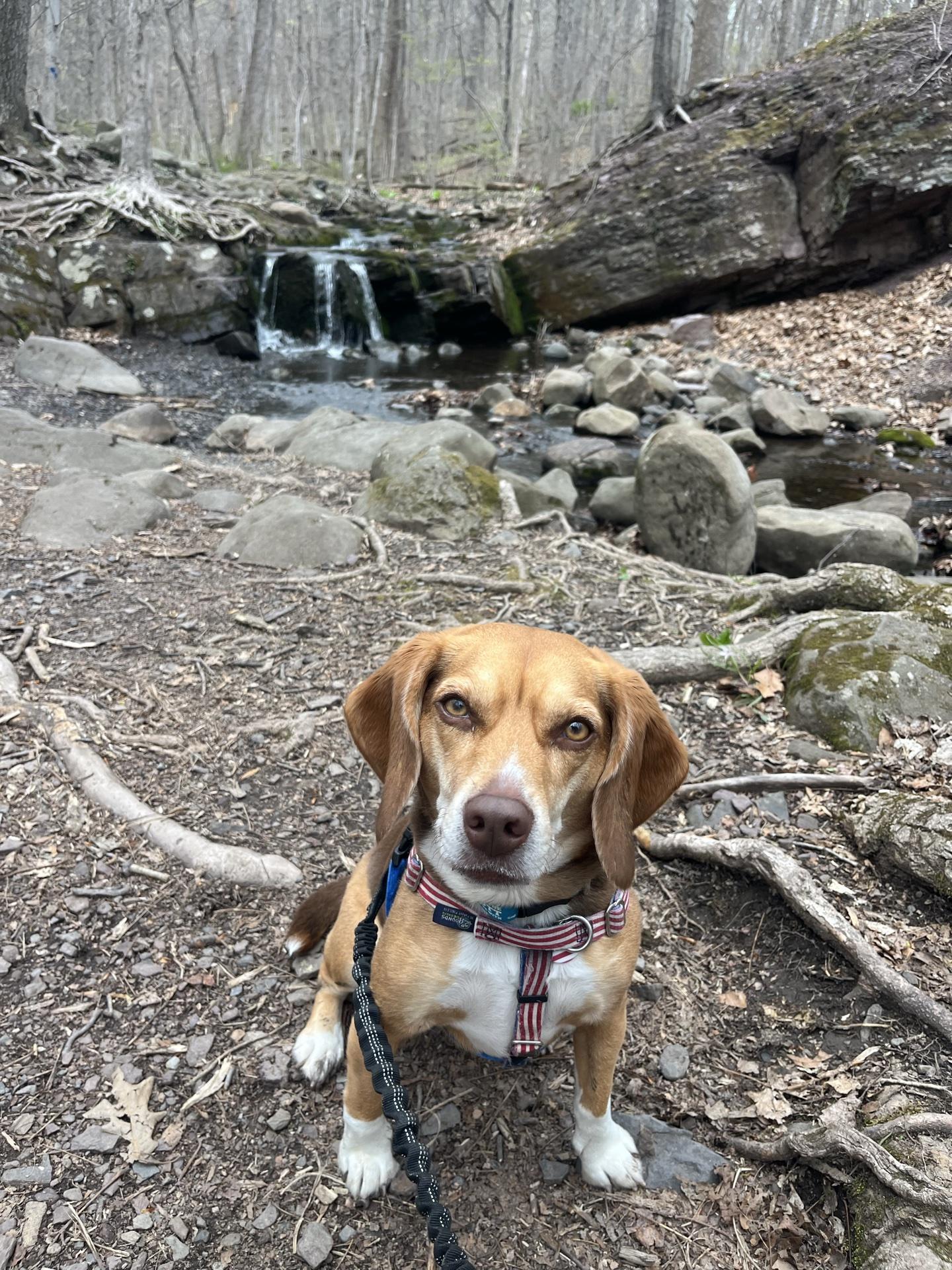 Pet Friendly Monocacy Hill Recreation Area