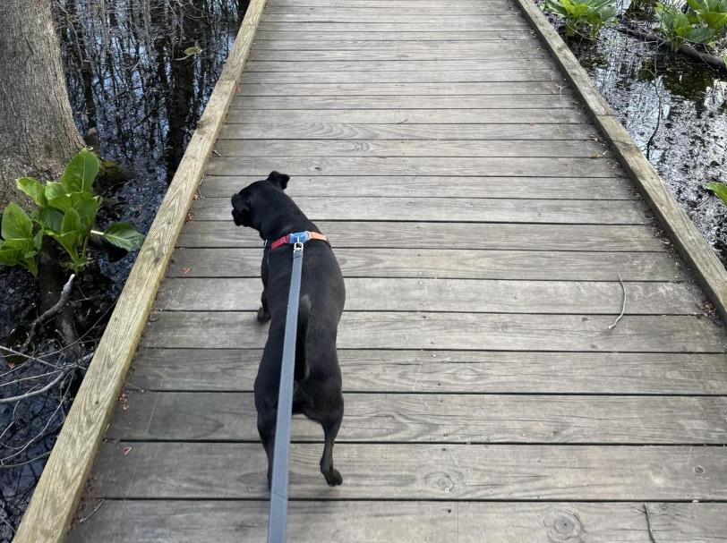 Pet Friendly Veterans Park