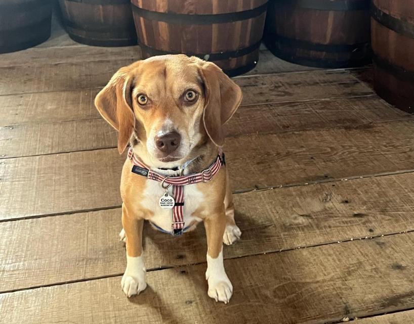 Pet Friendly Fort Ligonier
