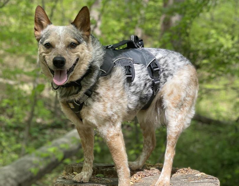Pet Friendly Lake Accotink Park