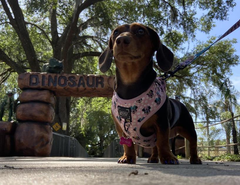 Pet Friendly Dinosaur World