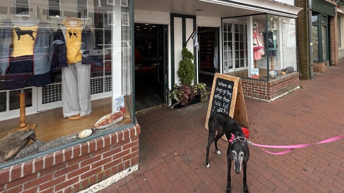 Pet Friendly The Black Dog General Store Annapolis