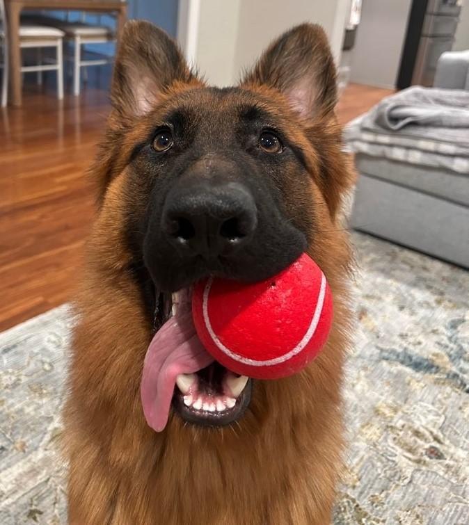 Pet Friendly Hearts at Home Pet Sitting