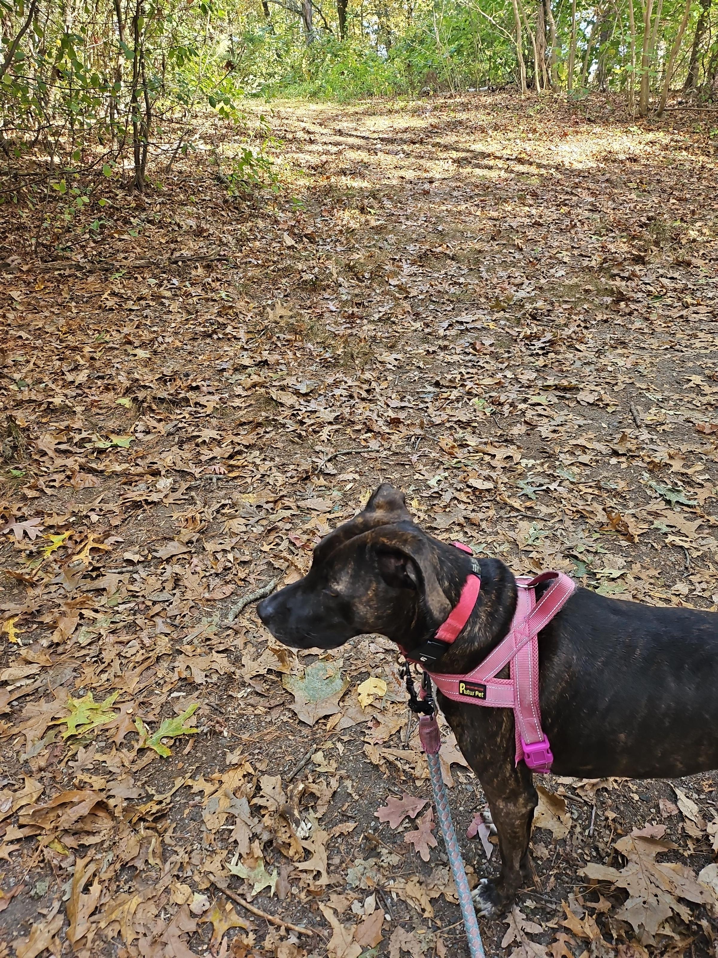 Pet Friendly Francis William Bird Park