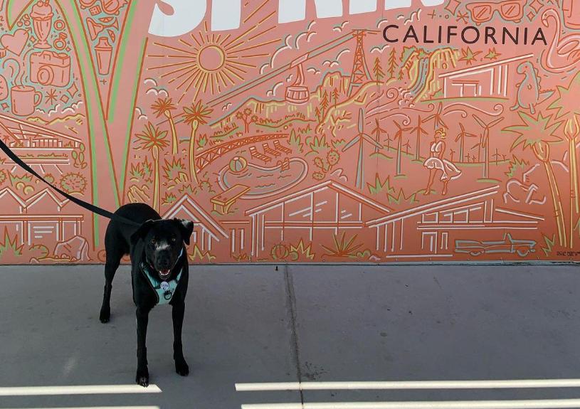 Pet Friendly Mid-Century Architecture Self-Guided Tour