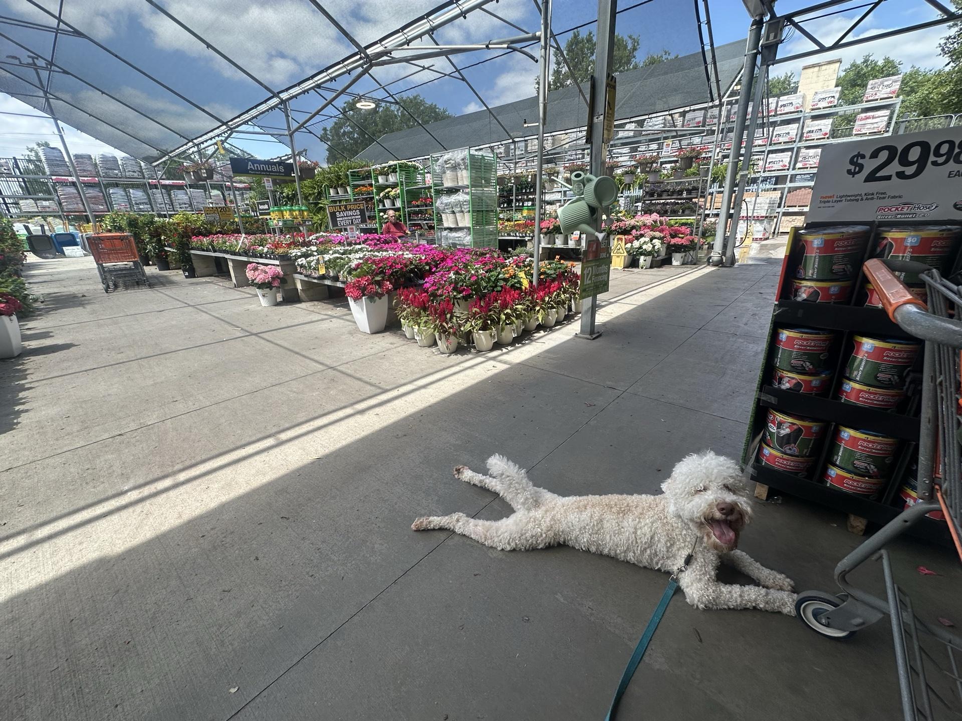 Pet Friendly The Home Depot Apopka