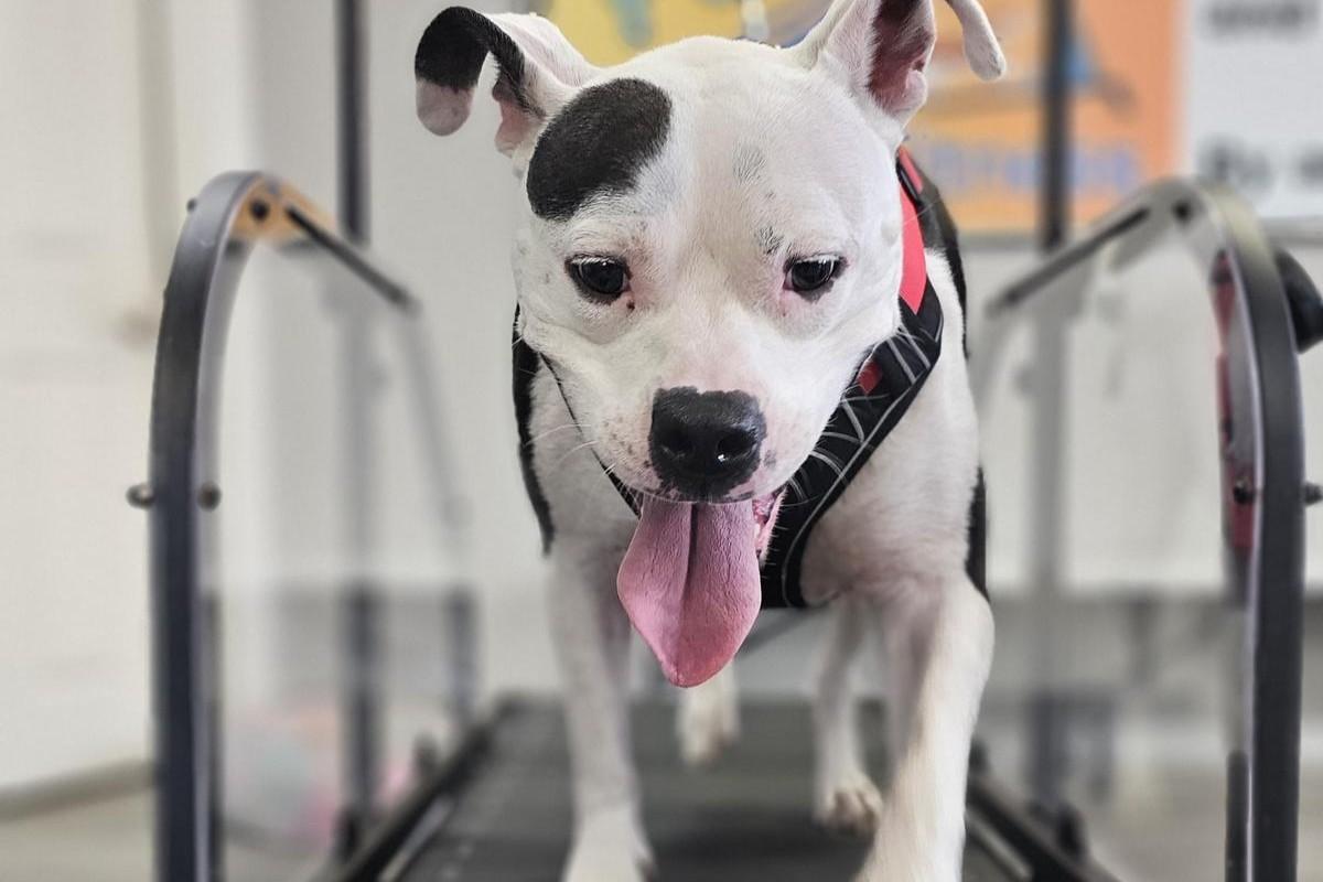 Pet Friendly Paw Trax Canine Fitness
