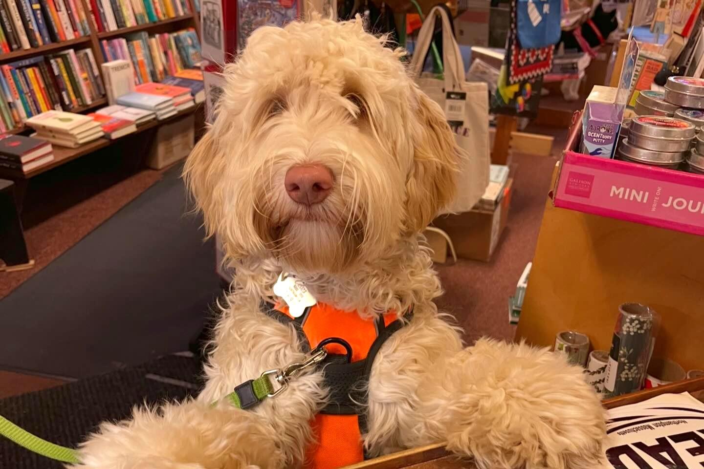 Pet Friendly Broadside Bookshop