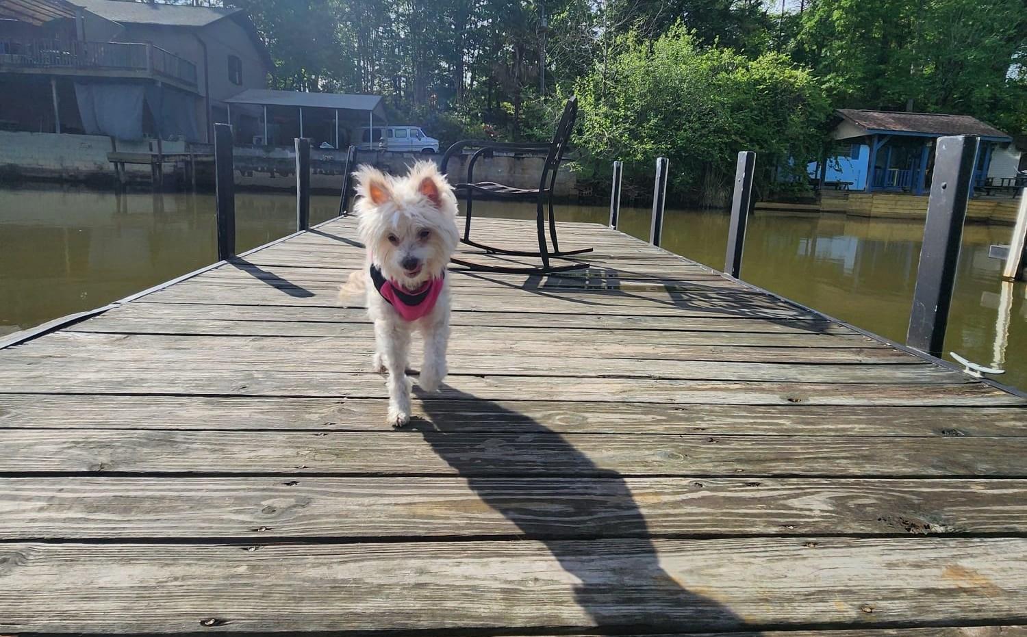 Pet Friendly Memorial Day Float-a-Palooza