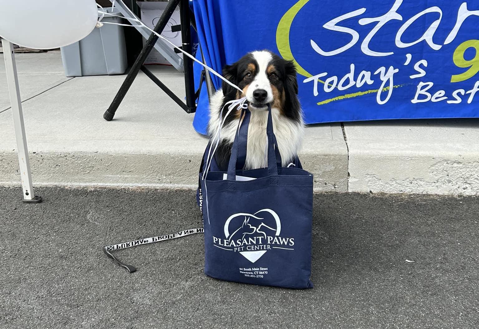Pet Friendly Annual Pawpawpalooza
