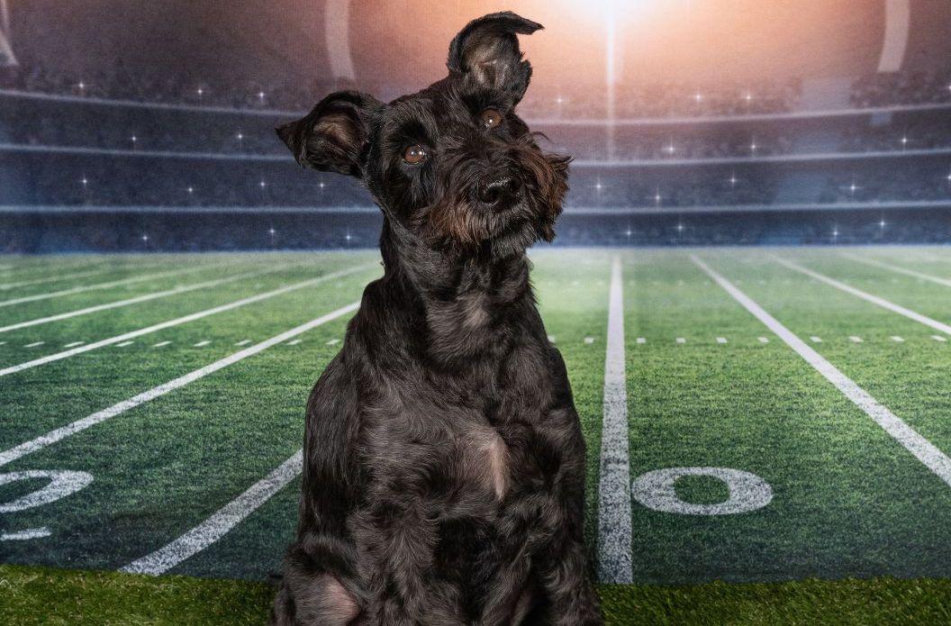 Pet Friendly Sports & Dog Dad's Day Pet Photos