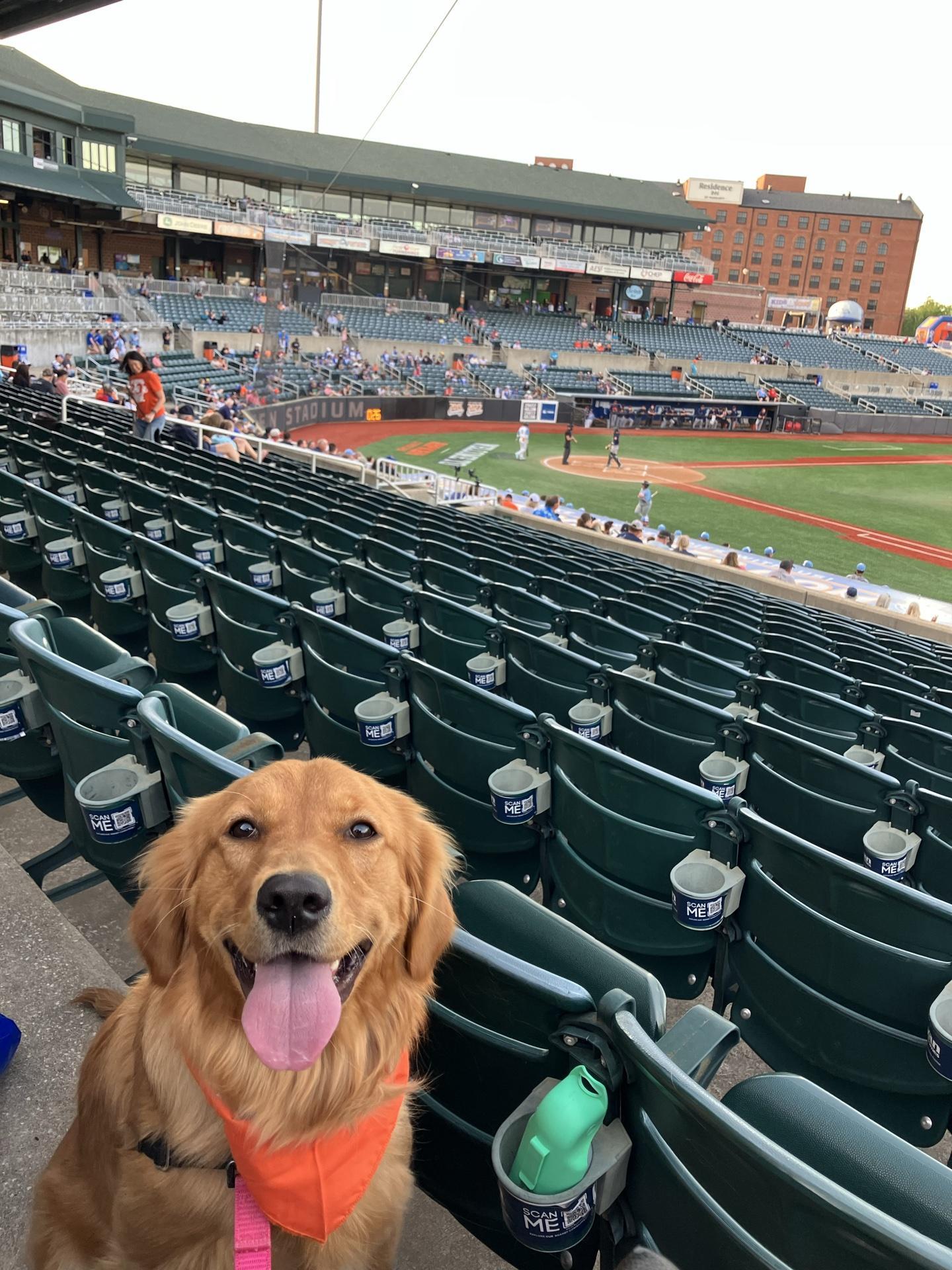Pet Friendly Woof Wednesdays with the Aberdeen IronBirds