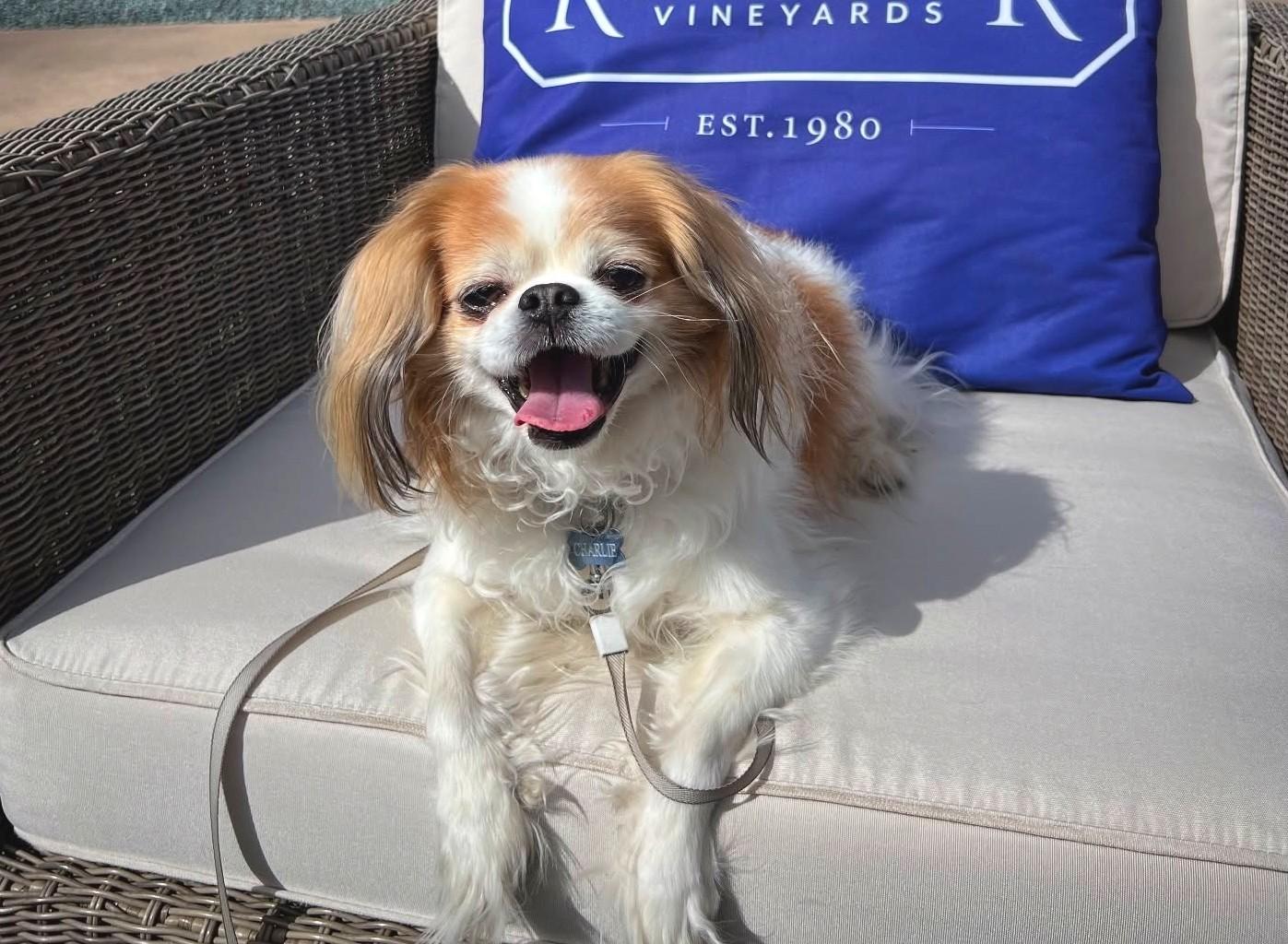Pet Friendly Rombauer Vineyards Sierra Foothills