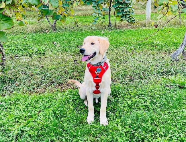 Picnic Concert Series: Mallow Run Strawberry Festival