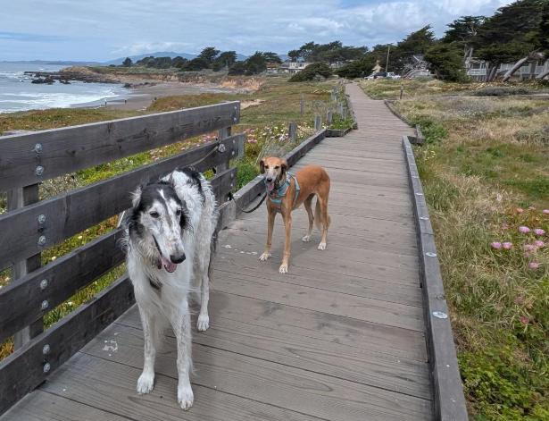 Pet Friendly Moonstone Beach Boardwalk