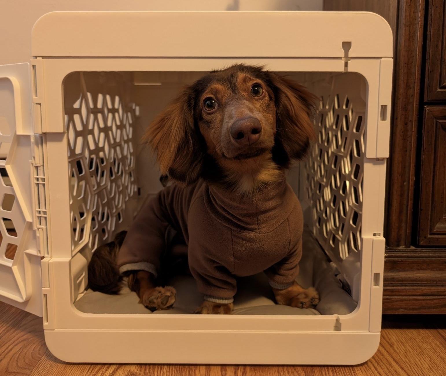 Pet Friendly Wag Society Brooklyn