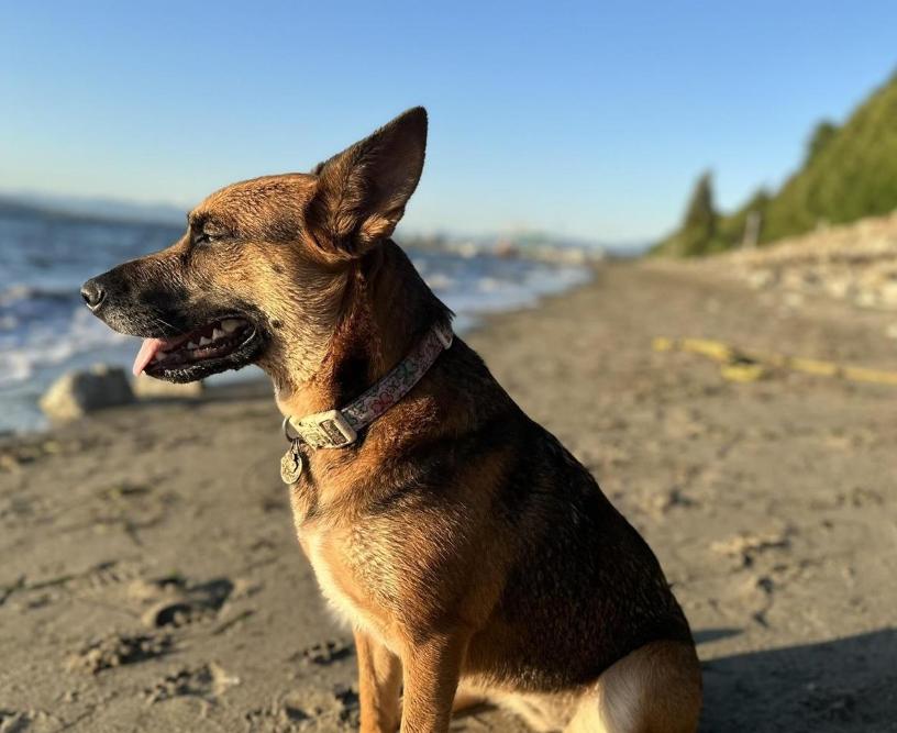 Pet Friendly Howarth Park Beach