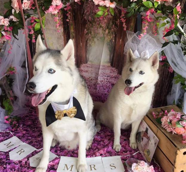 Pet Friendly Pup-Nuptials