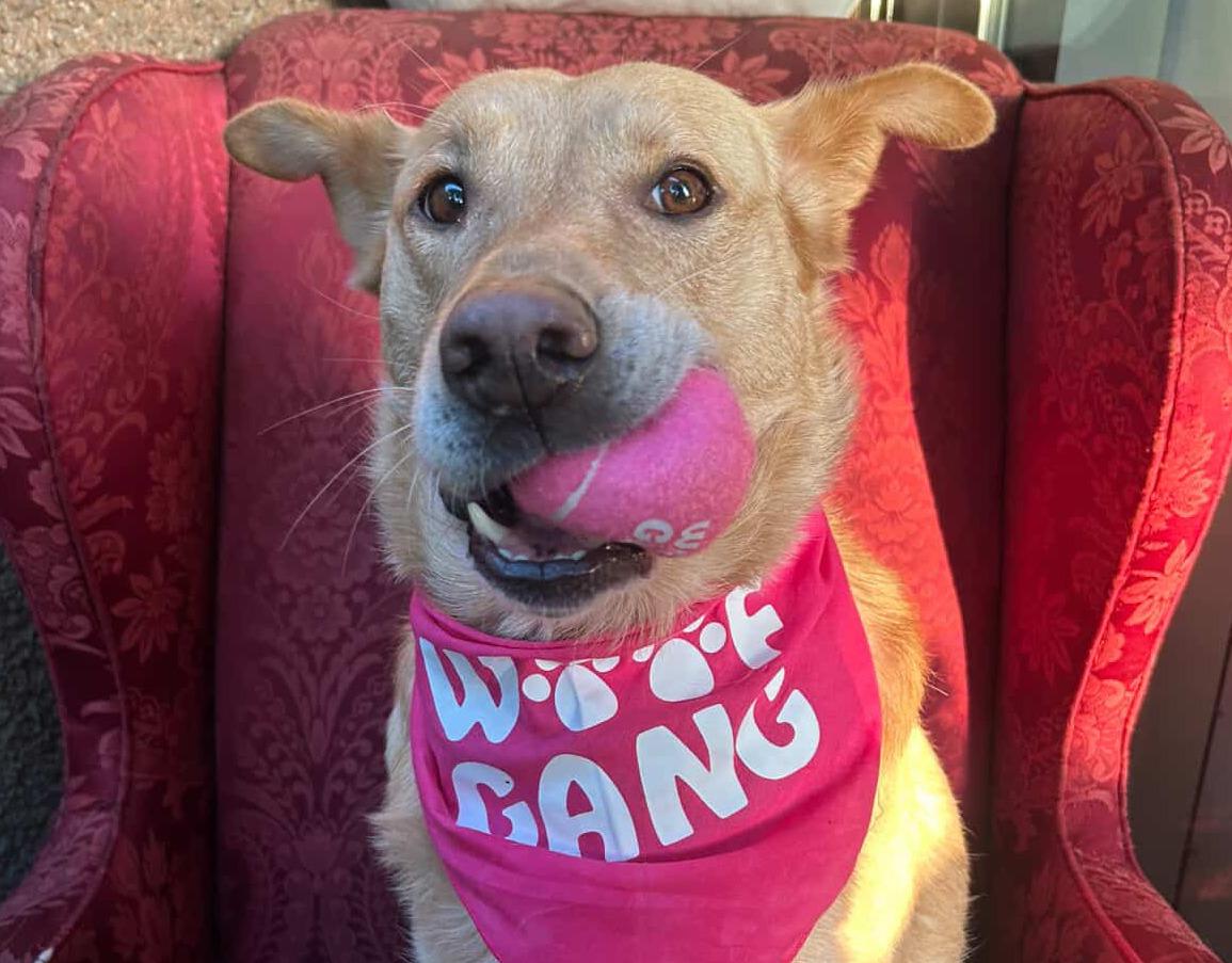 Pet Friendly Woof Gang Bakery & Grooming Capitol Hill