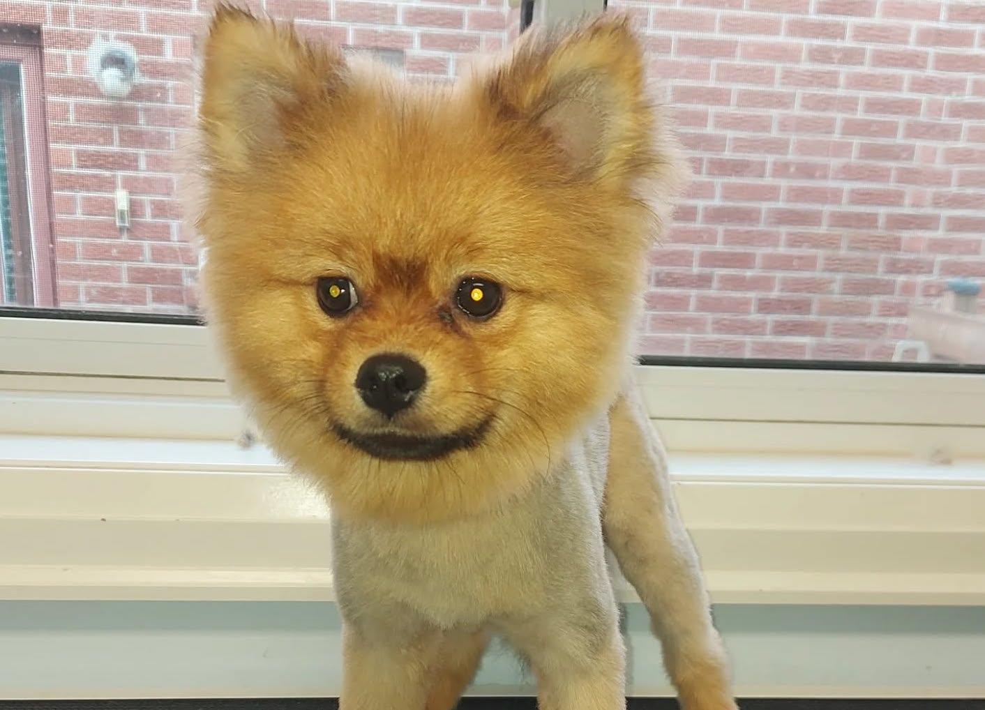 Pet Friendly Mobile Pet S'Paw