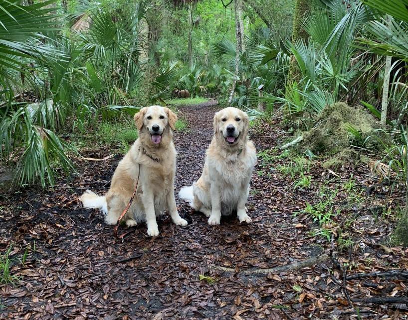 Pet Friendly Bulow Creek State Park