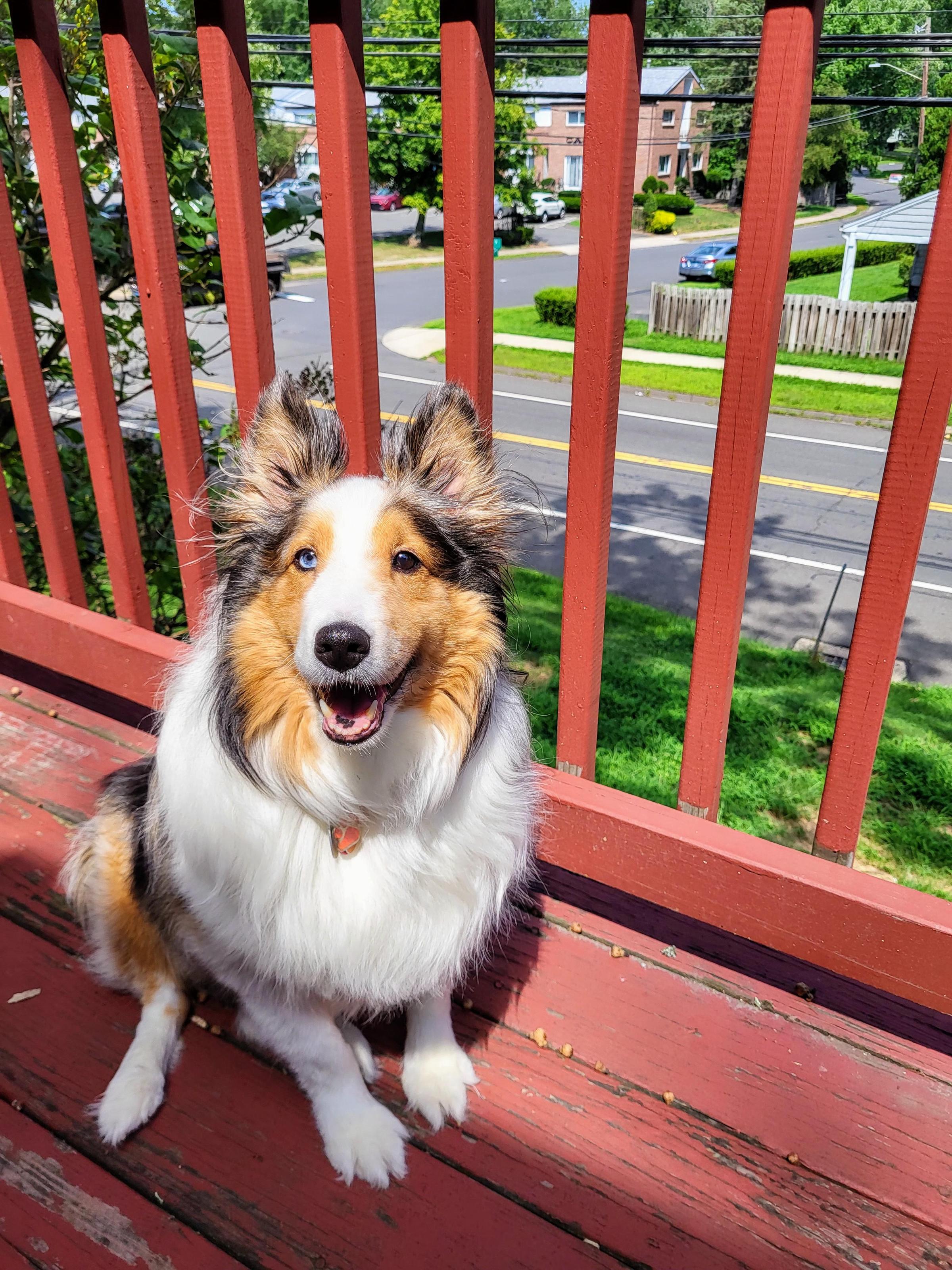 Pet Friendly Arf Arf Grooming