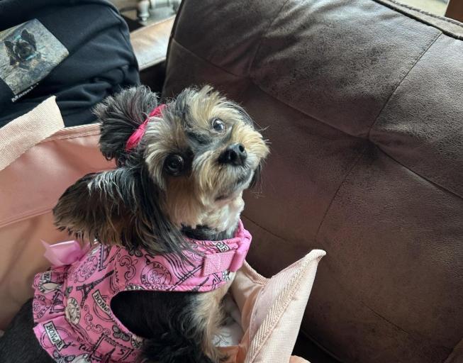 Pet Friendly Notch Eight Craft House