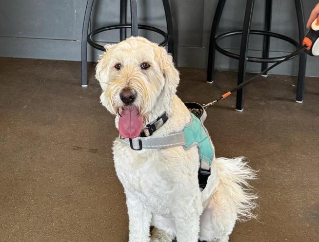 Pet Friendly Hop & Barrel Brewing