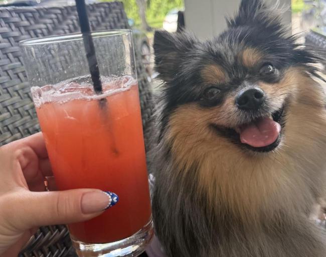 Pet Friendly Harvest Seasonal Grill & Wine Bar