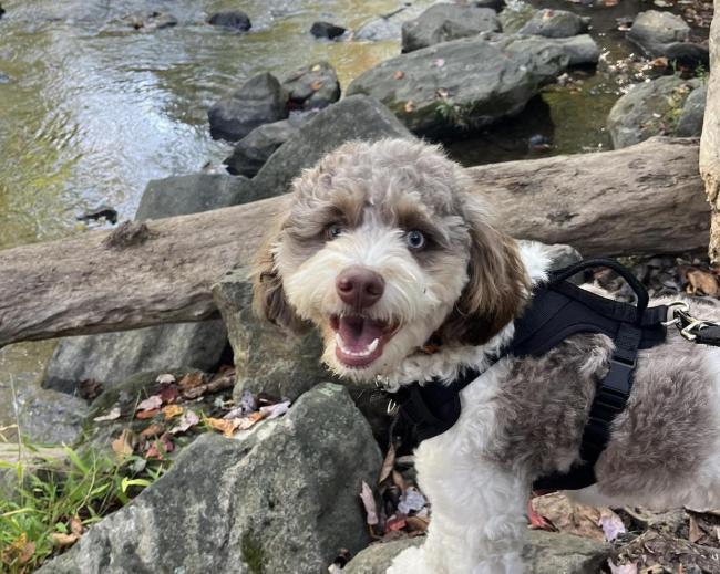 Pet Friendly Ridley Creek State Park