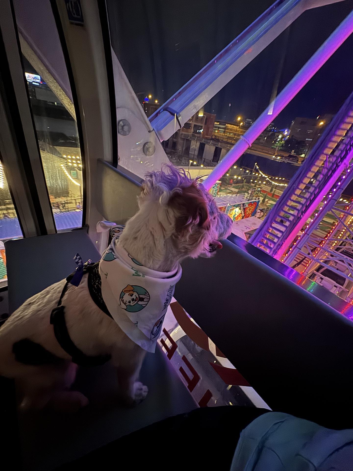 Pet Friendly Dog Days of Summer at the KC Wheel